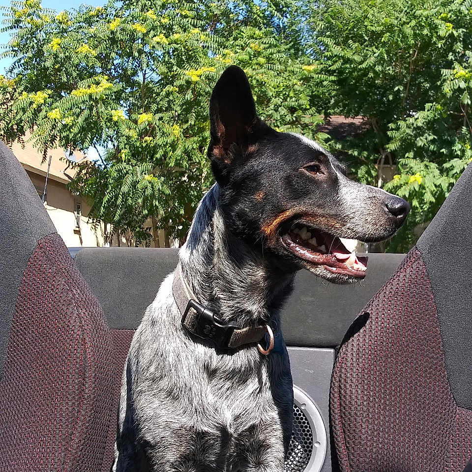 Fox joined the competition — help win amazing prizes! dog, canine, car, car_interior, seat, black_and_white, happy, outdoor, sunny, blue_sky, tree, greenery, pet, collar, animal, daytime, transportation, vehicle, nature, joyful
