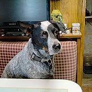 Fox joined the competition — help win amazing prizes! dog, pet, indoor, furniture, television, checkered_chair, collar, table, map, household_items, wooden_furniture, domestic, curious, seated, black_and_white, ears, face, watching, cozy, living_room