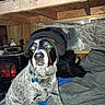 Fox joined the competition — help win amazing prizes! dog, indoor, hat, bed, blanket, can, mountain_dew, flash, glowing_eyes, furniture, window, curtain, heater, wood, sitting, pet, collar, blue_tag, coat, casual