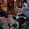 Fox joined the competition — help win amazing prizes! dog, sunglasses, indoor, kitchen, hand, cabinet, stove, appliance, floor, rug, container, bottle, fan, towel, box, plastic, clutter, pet, black, white