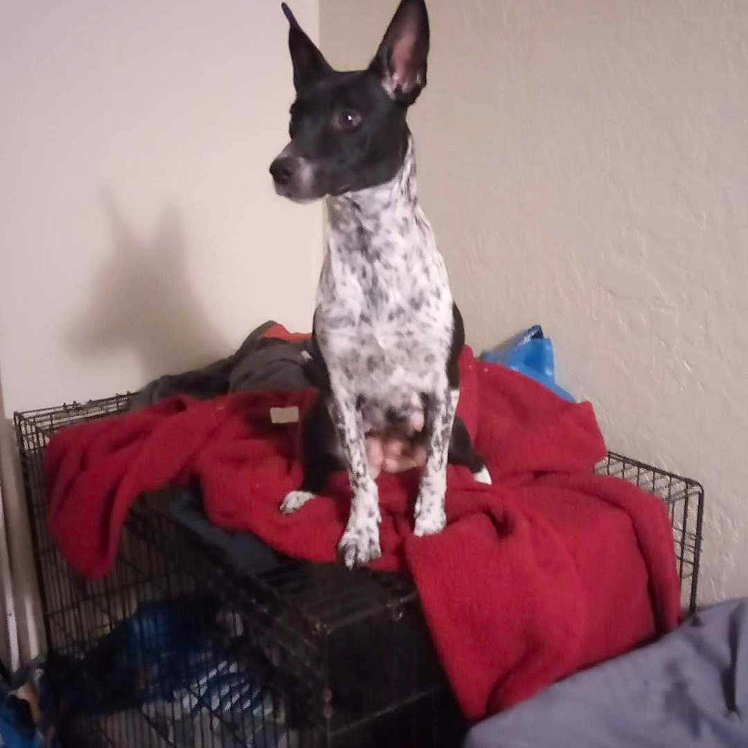 Trixie