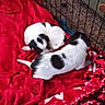 puppies, dog, black_and_white, blanket, crate, red, indoor, carpet, cute, small, animal, pet, fur, sleeping, resting, young, cozy, playful, domestic, cage