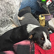 Trixie is registered to the contest to win money with this photo: dog, puppy, car_interior, seat, person, jeans, blanket, resting, sleeping, black_and_white, speckled_fur, red_blanket, can, beverage, cigarettes, console, footwear, casual_clothing, indoor, relaxation