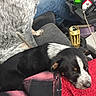 dog, puppy, car_interior, seat, person, jeans, blanket, resting, sleeping, black_and_white, speckled_fur, red_blanket, can, beverage, cigarettes, console, footwear, casual_clothing, indoor, relaxation