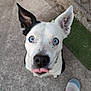 dog, blue_eyes, tongue_out, one_ear_up, white_fur, black_patch, close_up, portrait, looking_up, pavement, concrete_ground, green_patch, collar, nose, muzzle, slipper, footwear, curious, pet, outdoor