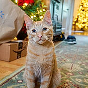 King is registered to the contest to win money with this photo: blurred_background, box, cat, christmas_tree, cozy, curious, decor, domestic_animal, ears, feline, floor, holiday_decor, home, indoor, orange_tabby, package, pet, rug, whiskers, wood_floor