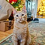 blurred_background, box, cat, christmas_tree, cozy, curious, decor, domestic_animal, ears, feline, floor, holiday_decor, home, indoor, orange_tabby, package, pet, rug, whiskers, wood_floor