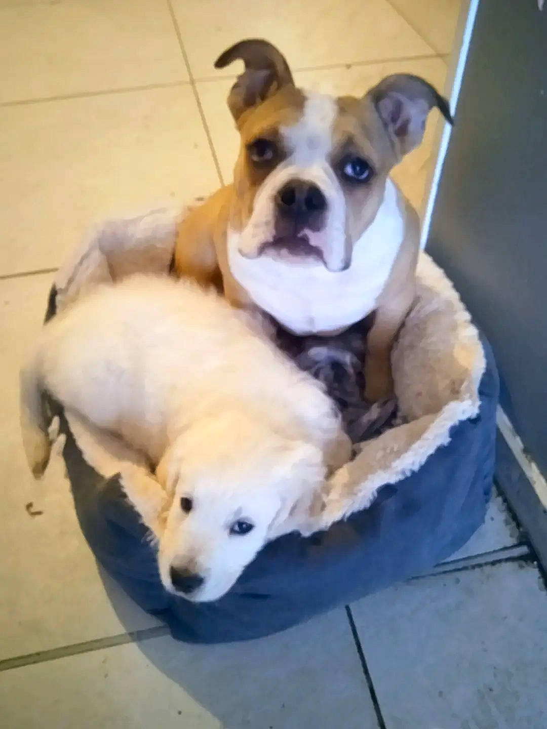 Ulysse a rejoint le concours — aidez-le/la à gagner de superbes lots ! canidae, carnivore, collar, comfort, companion_dog, dog, dog_breed, dog_supply, fawn, fur, linens, paw, pet_supply, puppy_love, snout, sporting_group, tail, toy_dog, whiskers, working_animal