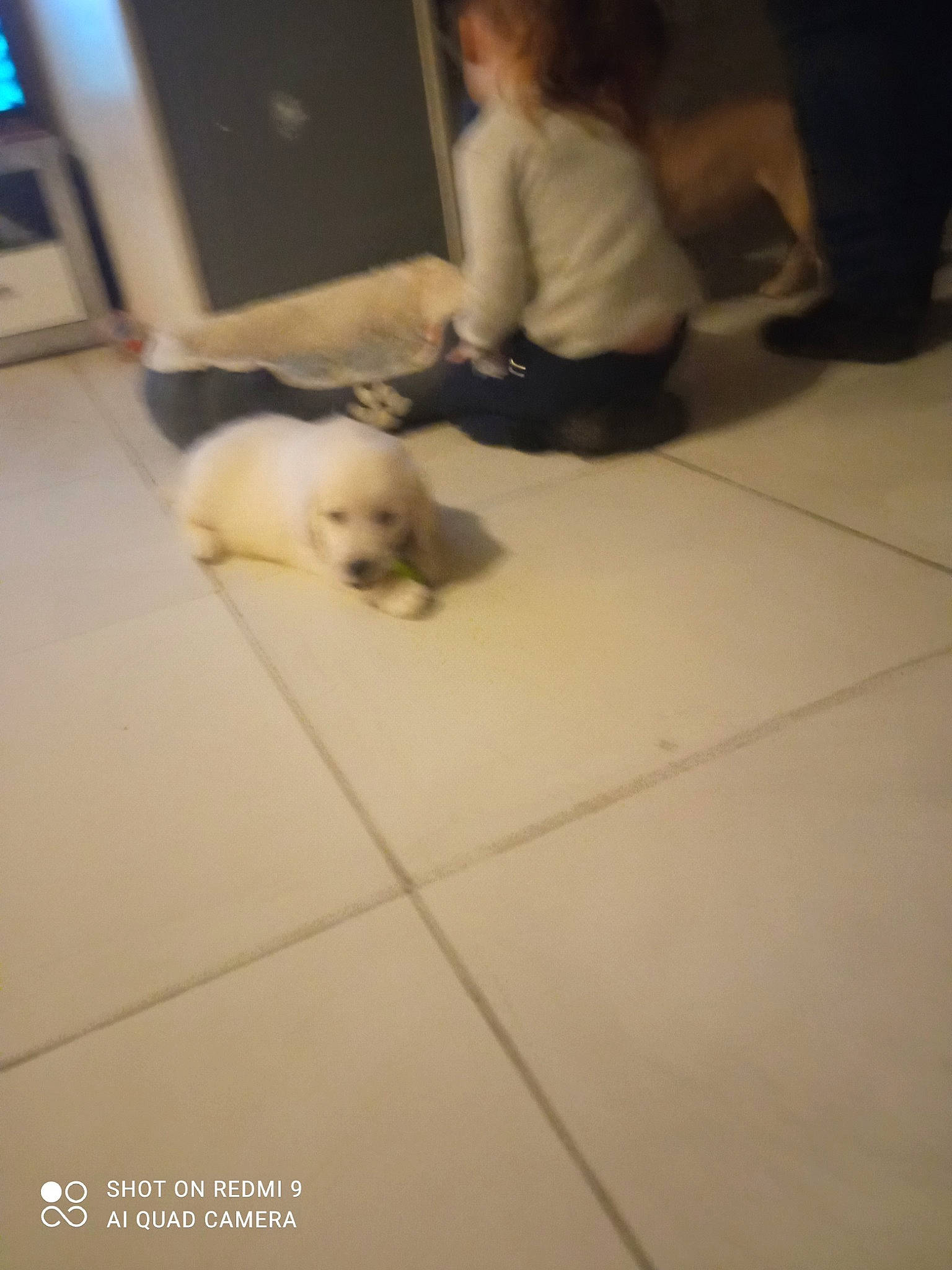 Ulysse a rejoint le concours — aidez-le/la à gagner de superbes lots ! carnivore, comfort, companion_dog, dog, dog_breed, fawn, felidae, floor, flooring, fur, hardwood, room, small_terrier, small_to_medium_sized_cats, spitz, tail, toy, toy_dog, wood, working_animal