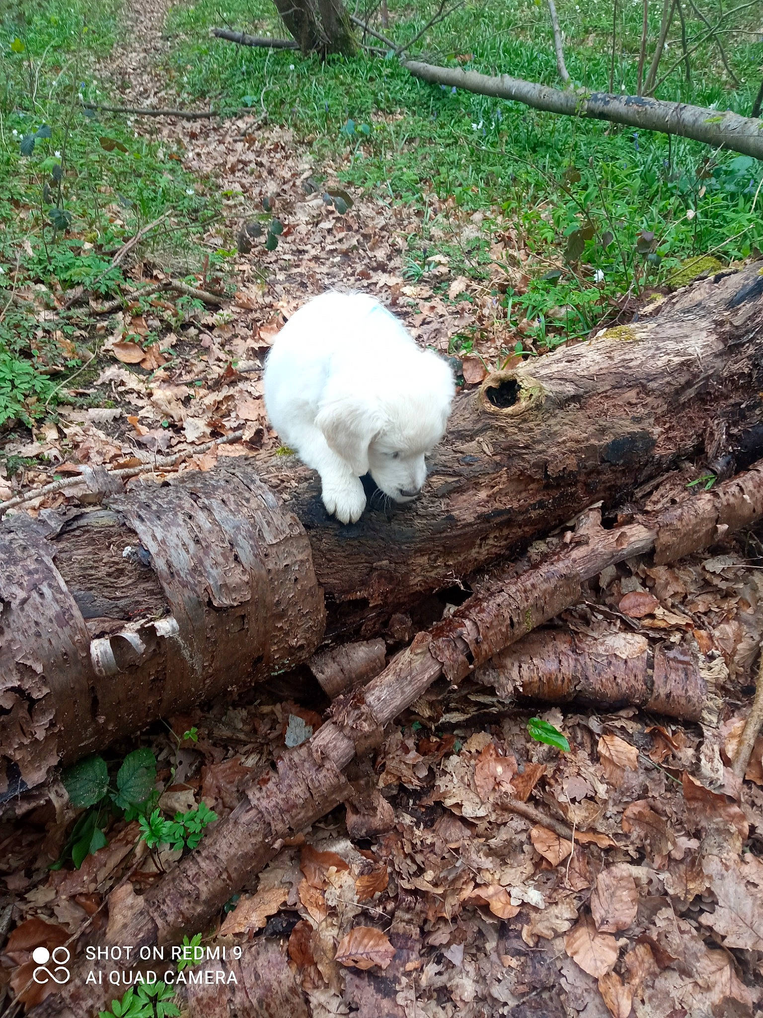 Ulysse a rejoint le concours — aidez-le/la à gagner de superbes lots ! fence, fungus, grass, groundcover, mushroom, natural_landscape, natural_material, plant, soil, tail, terrestrial_animal, trunk, twig, wood
