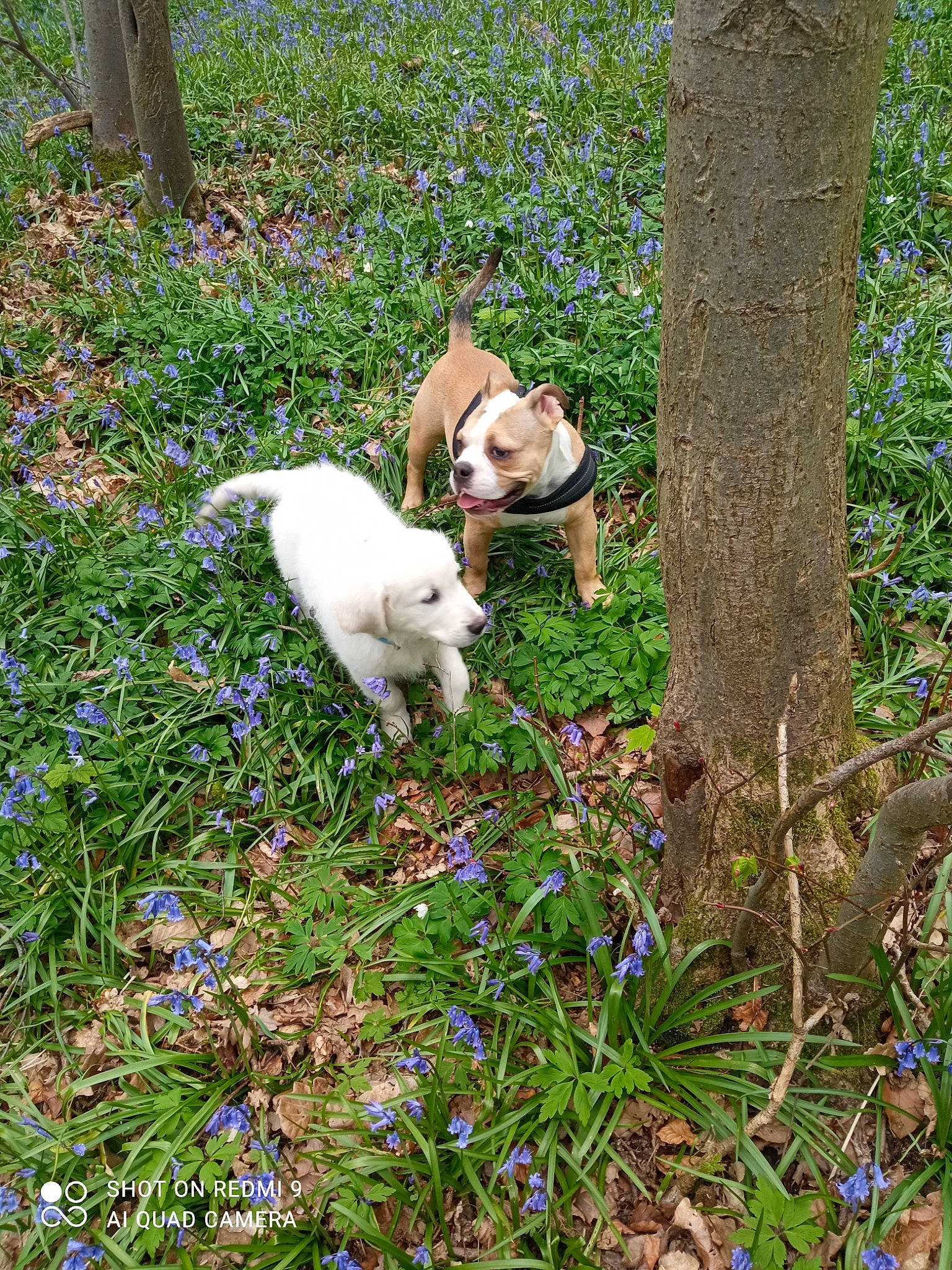 Ulysse participe au concours pour gagner de l'argent avec cette photo : canidae, carnivore, companion_dog, dog, dog_breed, fawn, garden, grass, groundcover, herb, non_sporting_group, plant, shrub, sporting_group, tail, tree, trunk, working_animal