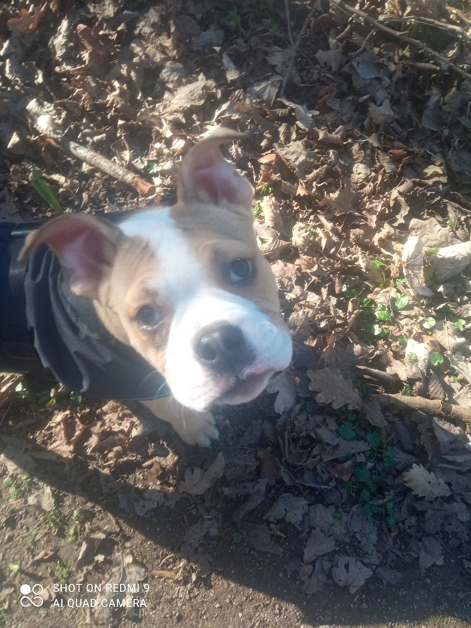 Toby a rejoint le concours — aidez-le/la à gagner de superbes lots ! canidae, carnivore, companion_dog, dog, dog_breed, fawn, grass, hunting_dog, non_sporting_group, plant, soil, sporting_group, tail, terrestrial_animal, whiskers, working_animal, working_dog