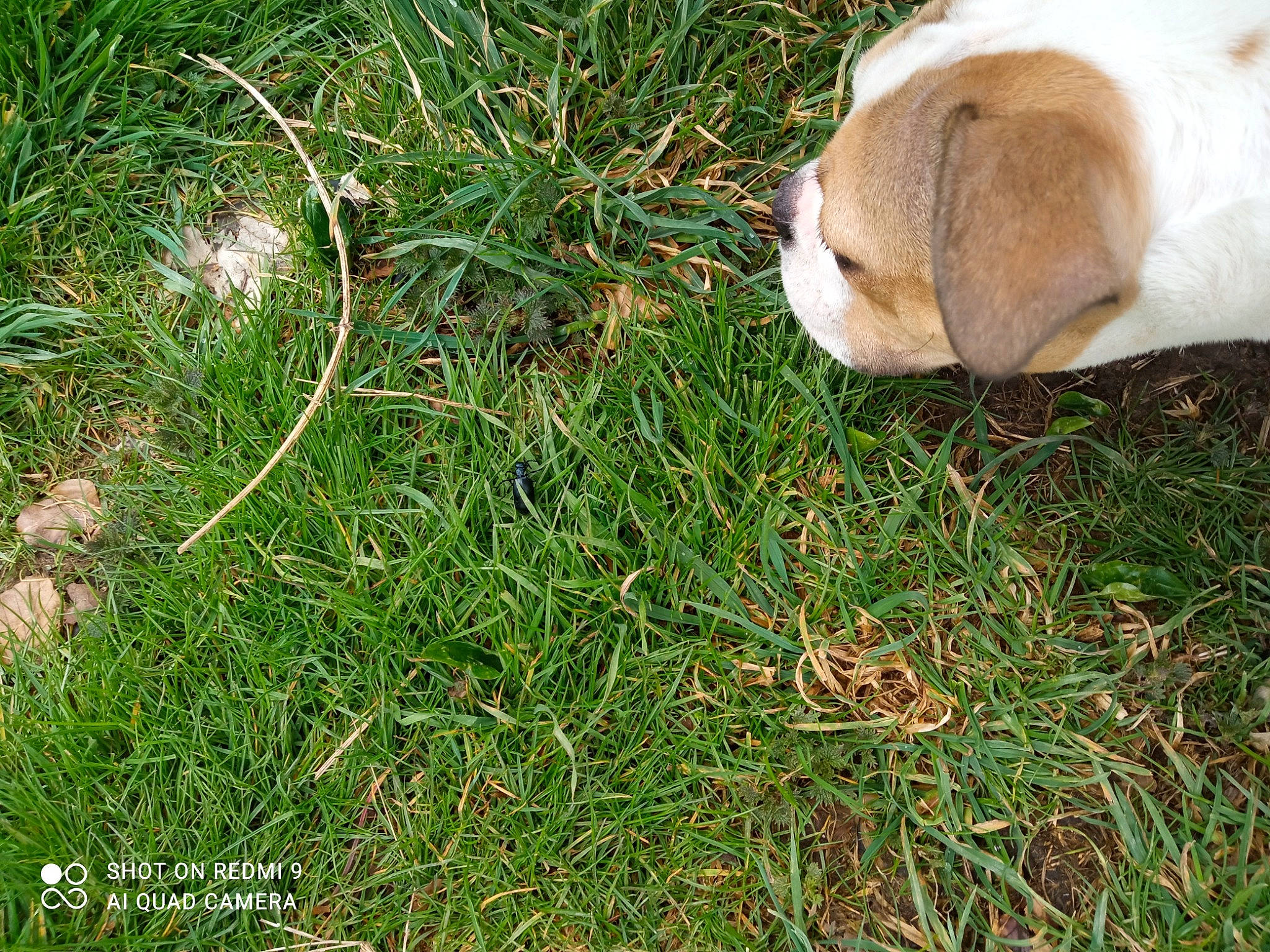 Toby participe au concours pour gagner de l'argent avec cette photo : ball, carnivore, companion_dog, dog, dog_breed, fawn, foot, grass, groundcover, pasture, people_in_nature, plant, retriever, soil, sporting_group, tail, terrestrial_animal, terrestrial_plant, tree, working_animal