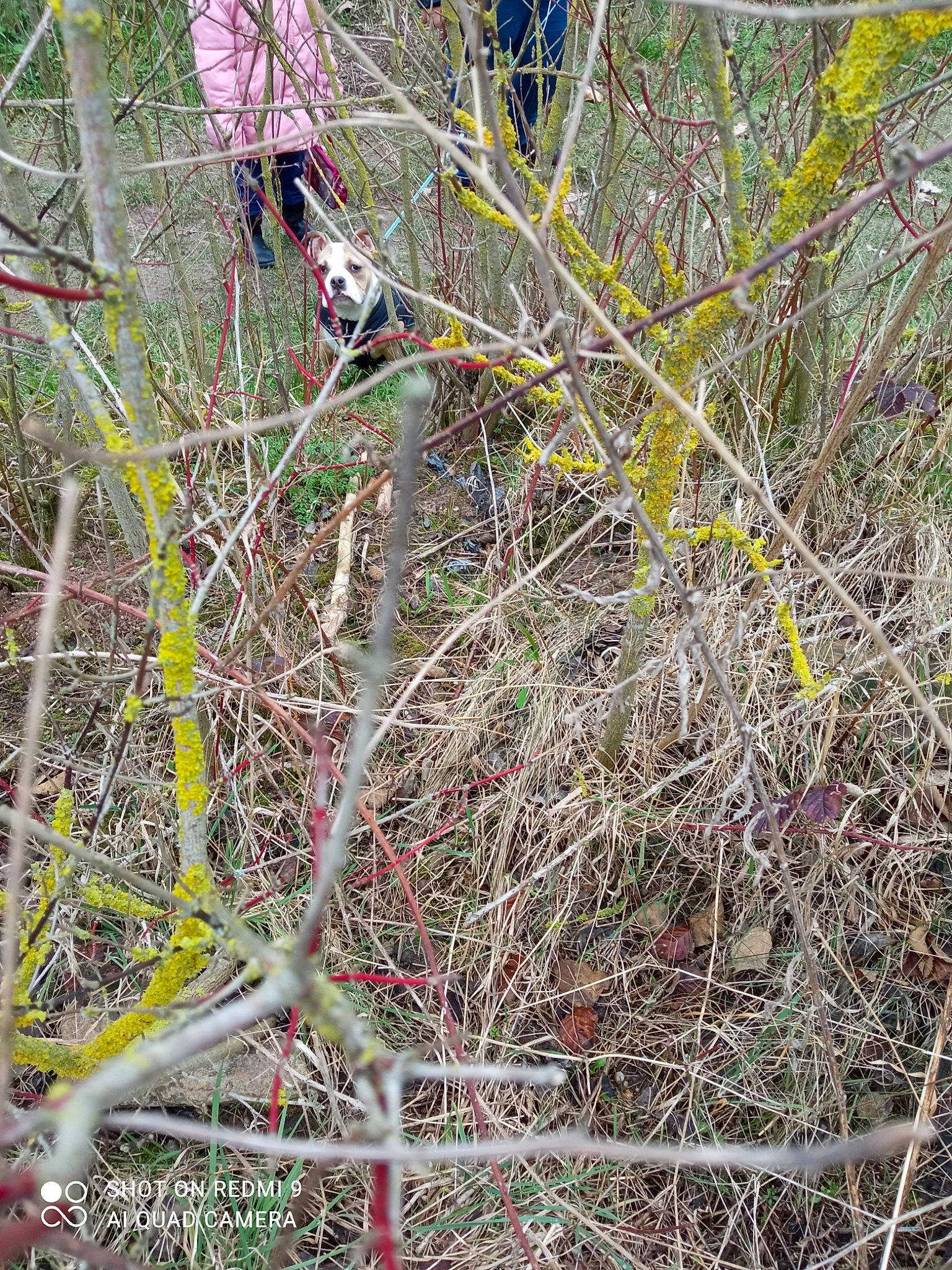 Toby participe au concours pour gagner de l'argent avec cette photo : branch, event, flowering_plant, grass, herbaceous_plant, map, plant, plant_stem, shrub, soil, subshrub, terrestrial_plant, tree, trunk, twig