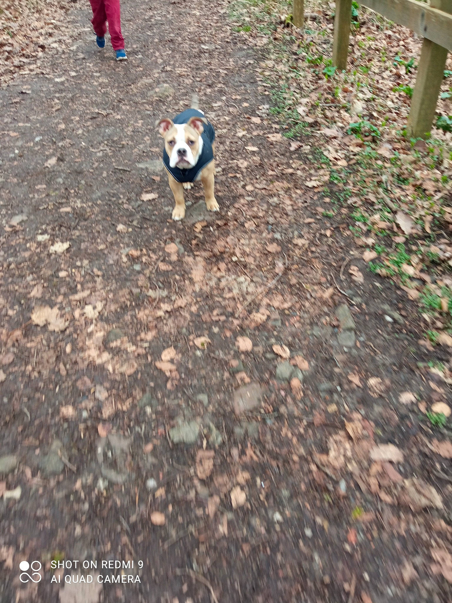Toby participe au concours pour gagner de l'argent avec cette photo : asphalt, canidae, carnivore, companion_dog, dog, dog_breed, fawn, grass, non_sporting_group, plant, road_surface, shadow, snout, soil, sporting_group, tail, terrestrial_animal, tree, walking, working_animal