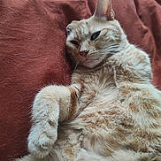 Mimine a rejoint le concours — aidez-le/la à gagner de superbes lots ! abyssinian, angora, animal, armchair, bed, blanket, cat, chair, couch, furniture, homedecor, kitten, linen, manx, person, pet, quilt, siamese, sleeping, wood