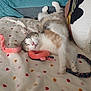 cat, sleeping, blanket, heart_pattern, toy, pink, cozy, indoor, relaxed, feline, fur, pillow, nap, pet, home, cute, resting, soft, comfort, animal
