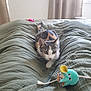 cat, calico_cat, bed, bedspread, toy, mouse_toy, green, curious, indoor, feline, pet, playing, whiskers, ears, tail, window, curtains, cozy, animal, resting