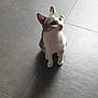 cat, animal, pet, indoor, floor, tile, curious, sitting, shadow, white, gray, fur, ears, whiskers, looking_up, cute, domestic, feline, alone, quiet