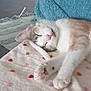 cat, sleeping, blanket, heart_pattern, paw, fur, cozy, indoor, pet, relaxation, pink_nose, whiskers, soft_texture, animal, cute, rest, domestic, comfort, closeup, peaceful
