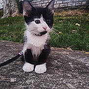 Cabo participe au concours pour gagner de l'argent avec cette photo : kitten, cat, black_and_white, animal, pet, leash, outdoor, grass, stone, tree, wall, nature, young, cute, small, fur, whiskers, ears, sitting, collar