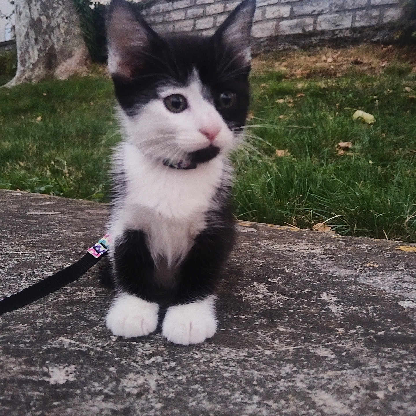 Cabo participe au concours pour gagner de l'argent avec cette photo : animal, black_and_white, cat, collar, cute, ears, fur, grass, kitten, leash, nature, outdoor, pet, sitting, small, stone, tree, wall, whiskers, young