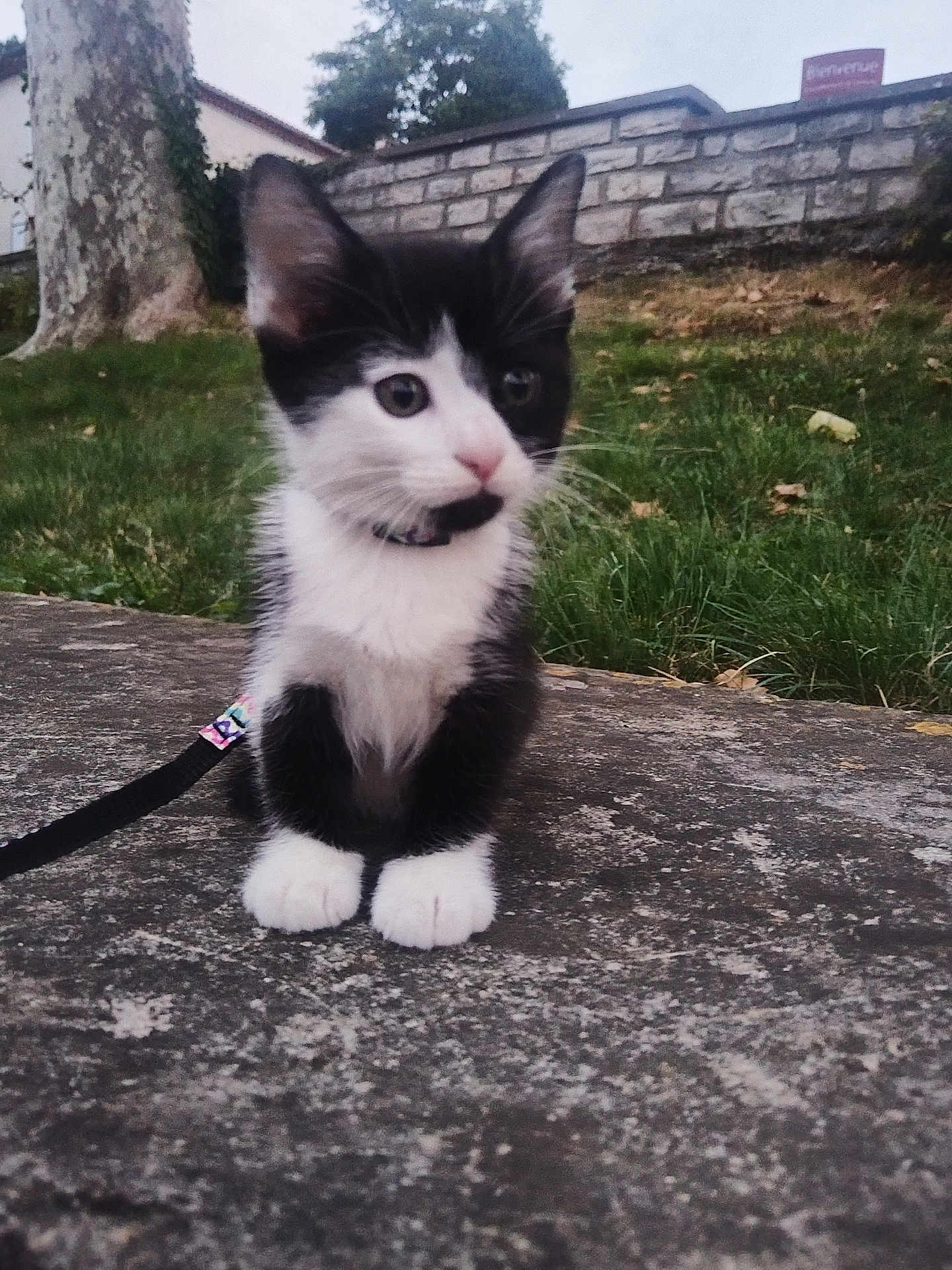 Cabo participe au concours pour gagner de l'argent avec cette photo : kitten, cat, black_and_white, animal, pet, leash, outdoor, grass, stone, tree, wall, nature, young, cute, small, fur, whiskers, ears, sitting, collar