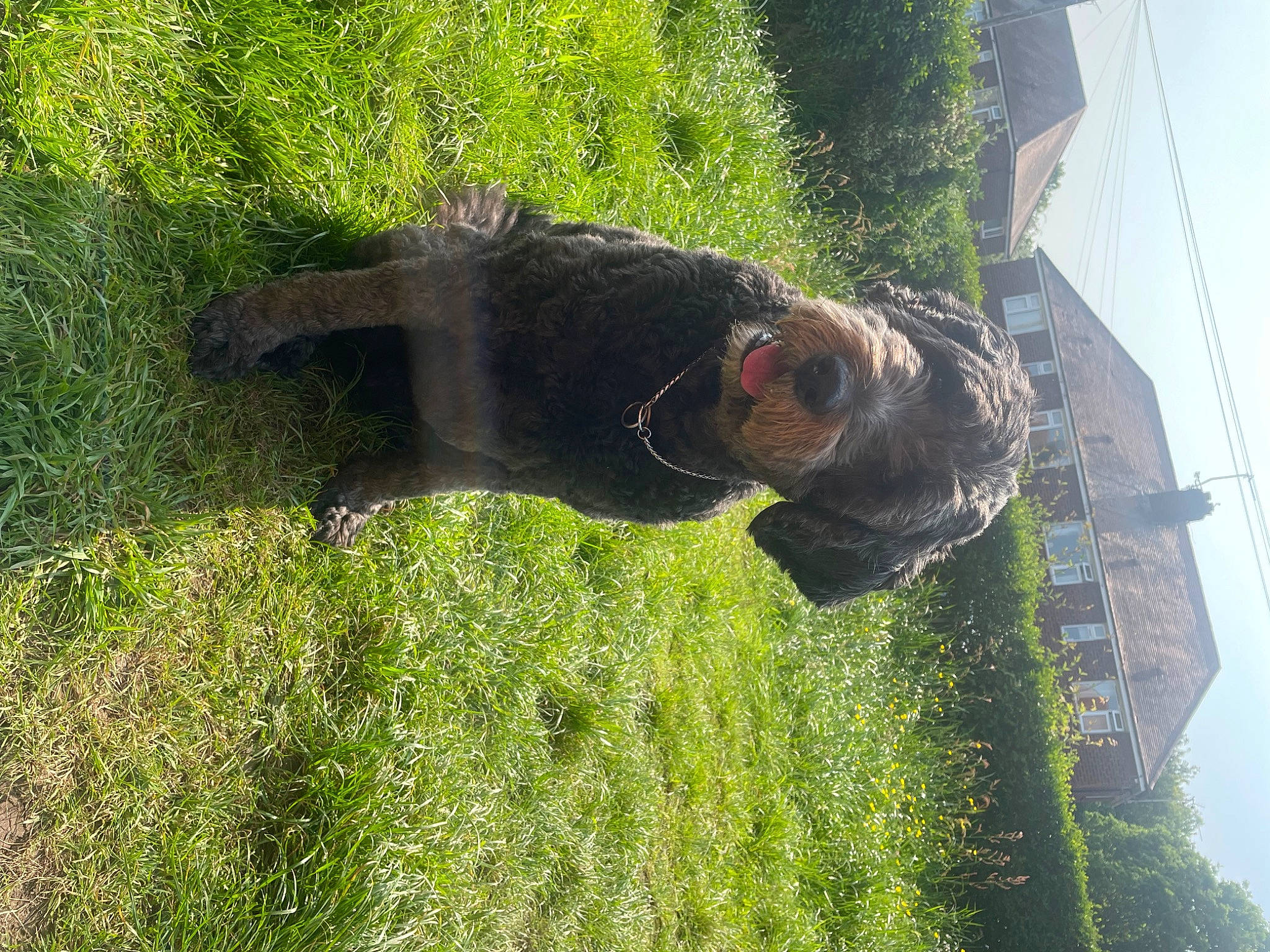 Bella Bobbins joined the competition — help win amazing prizes! dog_breed, fun, garden, grass, grassland, groundcover, landscape, lawn, leisure, natural_environment, people_in_nature, plant, shadow, shrub, sky, sporting_group, terrestrial_plant, tree, window