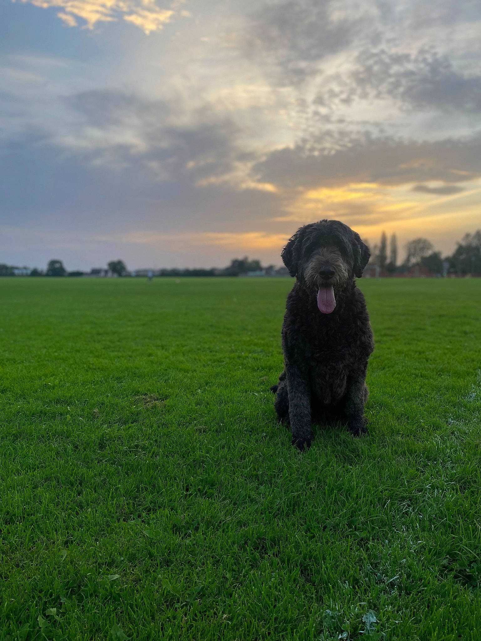 Bella Bobbins is registered to the contest to win money with this photo: carnivore, cloud, companion_dog, cumulus, dog, dog_breed, field, grass, grassland, gun_dog, horizon, landscape, pasture, plant, prairie, sky, sporting_group, tree, water_dog, working_animal