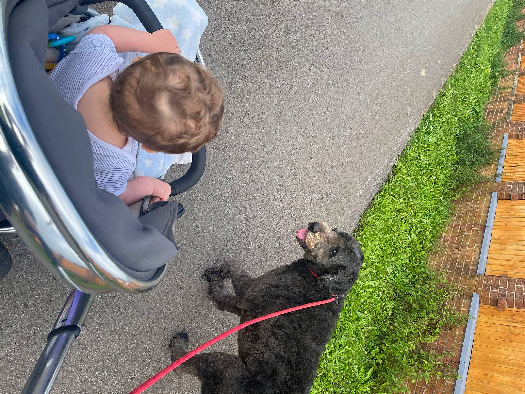 Bella Bobbins joined the competition — help win amazing prizes! asphalt, baby, carnivore, chair, collar, companion_dog, dog, dog_breed, dog_collar, flooring, grass, leash, leisure, mammal, plant, road_surface, sidewalk, small_to_medium_sized_cats, tail, toddler