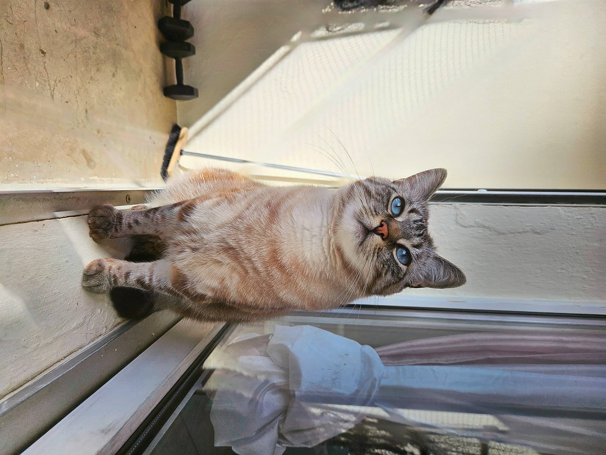 Orion a rejoint le concours — aidez-le/la à gagner de superbes lots ! carnivore, cat, claw, comfort, domestic_short_haired_cat, fawn, felidae, flooring, foot, fur, hardwood, human_leg, nap, paw, room, small_to_medium_sized_cats, tail, whiskers, window, wood