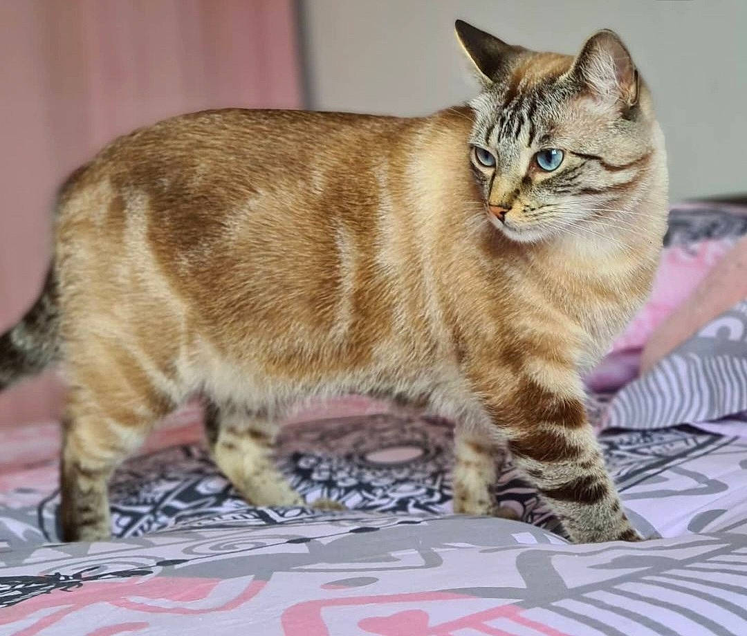 Orion participe au concours pour gagner de l'argent avec cette photo : carnivore, cat, claw, domestic_short_haired_cat, eye, felidae, fur, paw, sitting, small_to_medium_sized_cats, snout, tail, terrestrial_animal, whiskers, wildlife