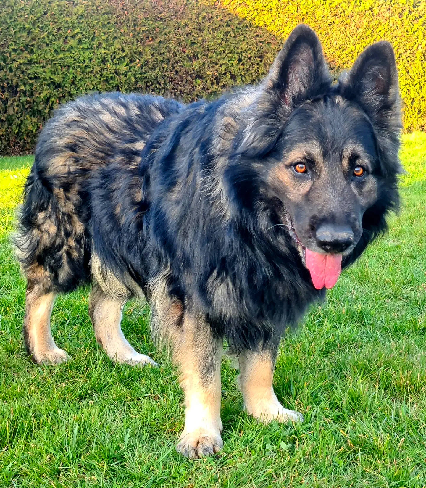 Iron participe au concours pour gagner de l'argent avec cette photo : bohemian_shepherd, canidae, carnivore, companion_dog, dog, dog_breed, grass, herding_dog, king_shepherd, snout, sporting_group, terrestrial_animal, tervuren, working_animal, working_dog