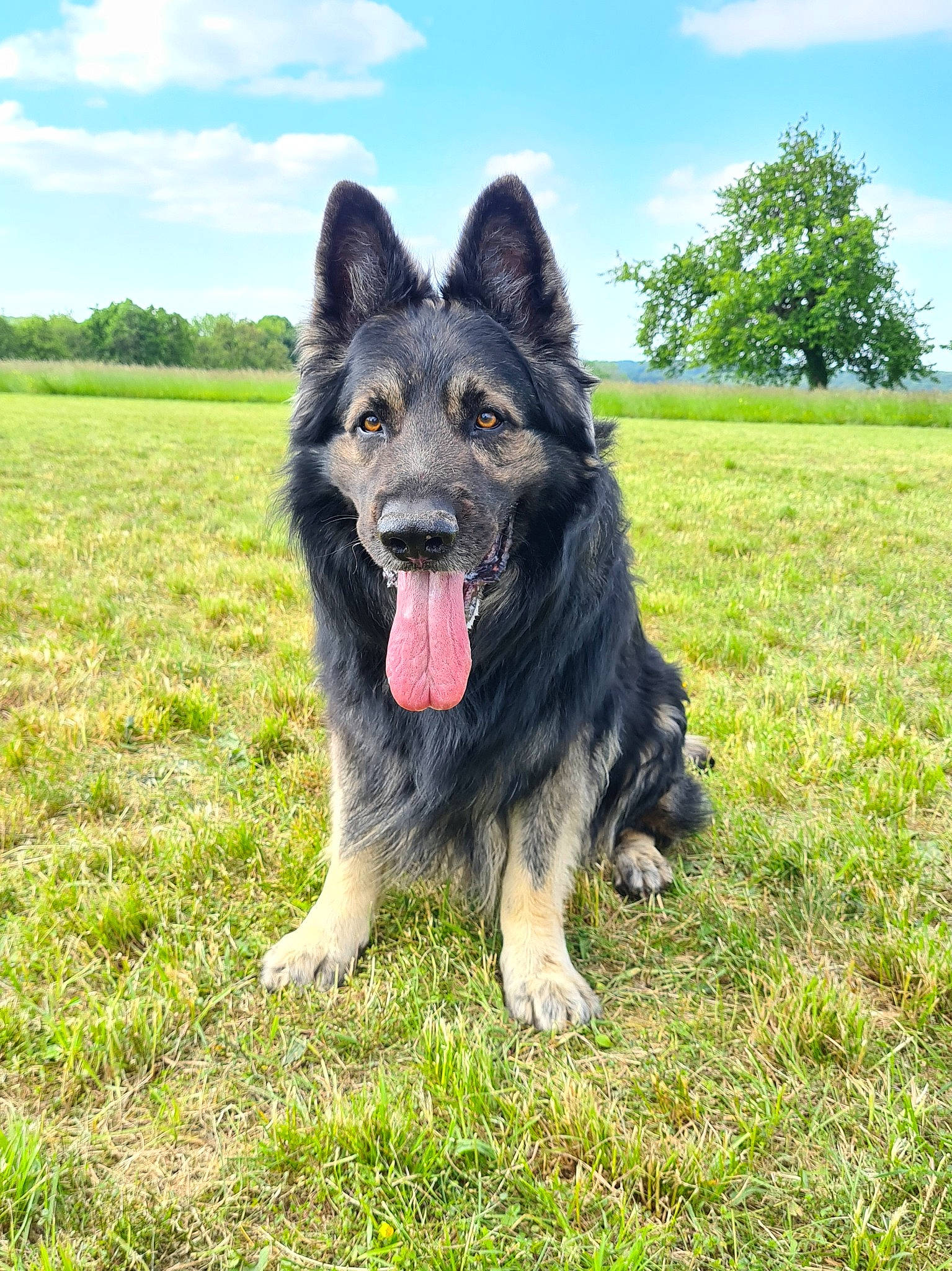 Iron participe au concours pour gagner de l'argent avec cette photo : canidae, carnivore, cloud, companion_dog, dog, dog_breed, east_european_shepherd, german_shepherd_dog, giant_dog_breed, grass, grassland, guard_dog, herding_dog, king_shepherd, plant, sky, sporting_group, tree, working_animal, working_dog