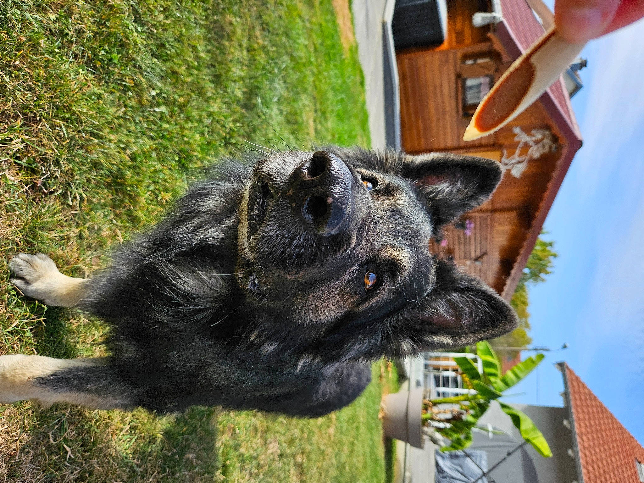 Iron participe au concours pour gagner de l'argent avec cette photo : canidae, carnivore, cloud, collar, companion_dog, dog, dog_breed, dog_collar, fawn, fur, grass, plant, sky, snout, sporting_group, tail, terrestrial_animal, tree, wildlife, working_animal