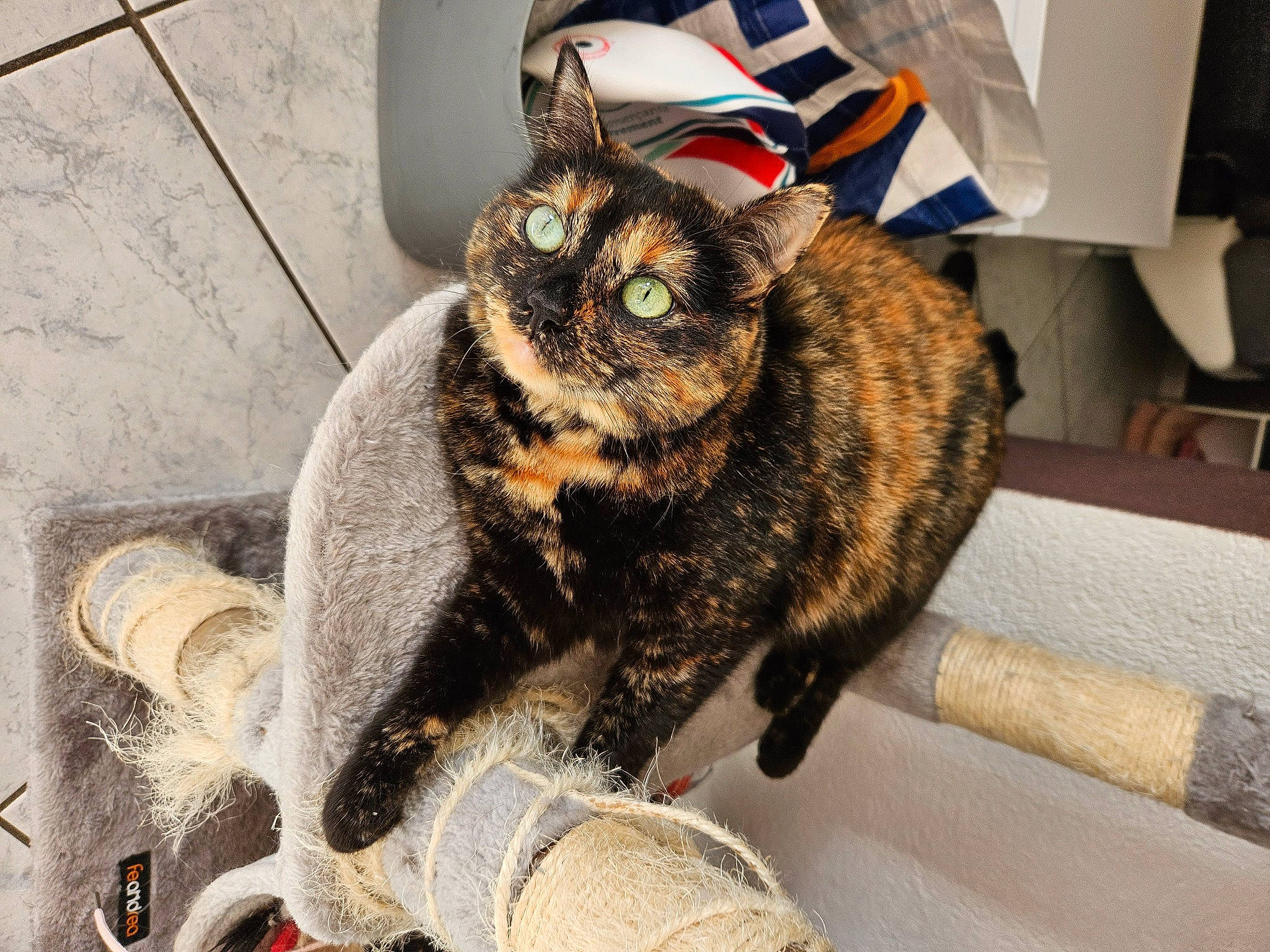 Pearl a rejoint le concours — aidez-le/la à gagner de superbes lots ! carnivore, cat, chair, claw, comfort, domestic_short_haired_cat, felidae, flooring, fur, metal, paw, small_to_medium_sized_cats, snout, tail, terrestrial_animal, whiskers, window