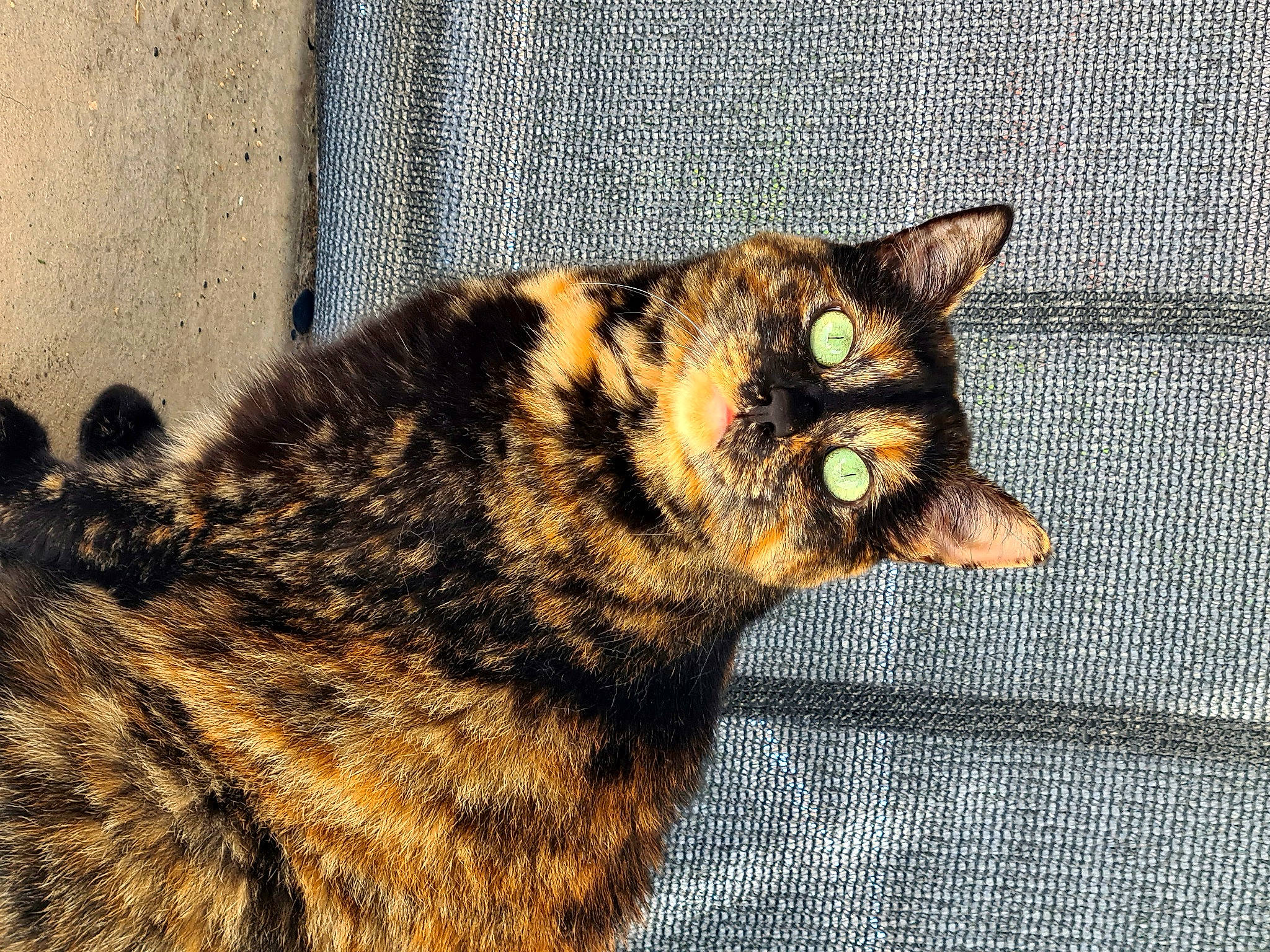 Pearl participe au concours pour gagner de l'argent avec cette photo : art, carnivore, cat, claw, domestic_short_haired_cat, eye, felidae, fur, lynx, paw, small_to_medium_sized_cats, snout, tail, terrestrial_animal, whiskers, wildlife