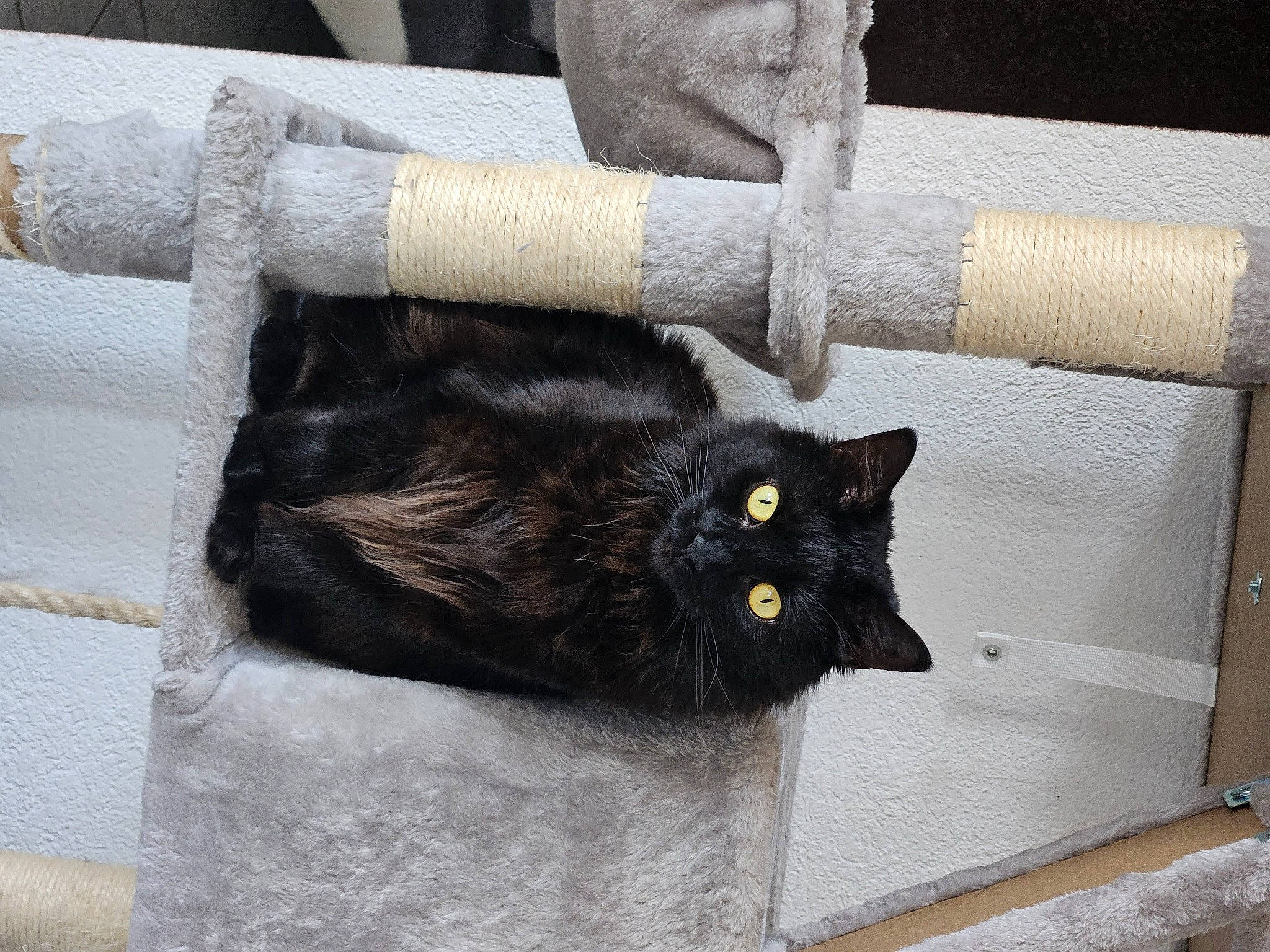 Spica participe au concours pour gagner de l'argent avec cette photo : black_cat, bombay, carnivore, cat, claw, domestic_short_haired_cat, felidae, fur, gesture, glove, pipe, small_to_medium_sized_cats, snout, tail, terrestrial_animal, whiskers, window, wood