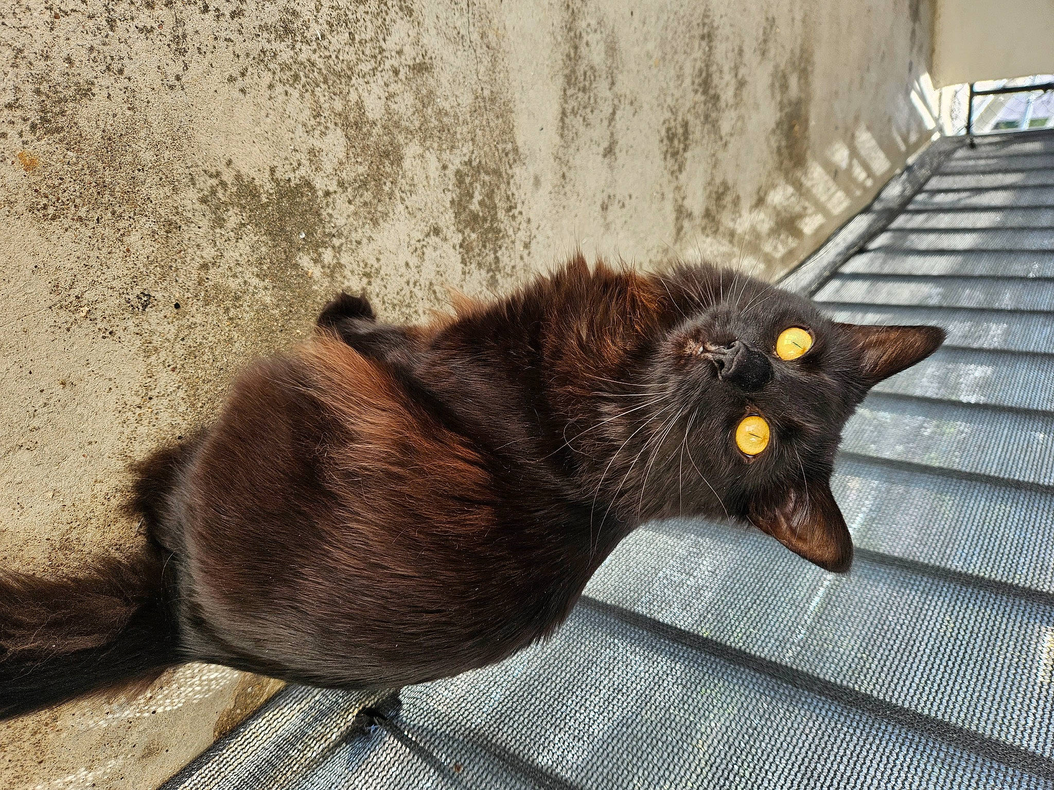 Spica a rejoint le concours — aidez-le/la à gagner de superbes lots ! black_cat, bombay, carnivore, cat, claw, domestic_short_haired_cat, eye, felidae, fur, metal, paw, shadow, small_to_medium_sized_cats, snout, tail, terrestrial_animal, tints_and_shades, whiskers, window, wood