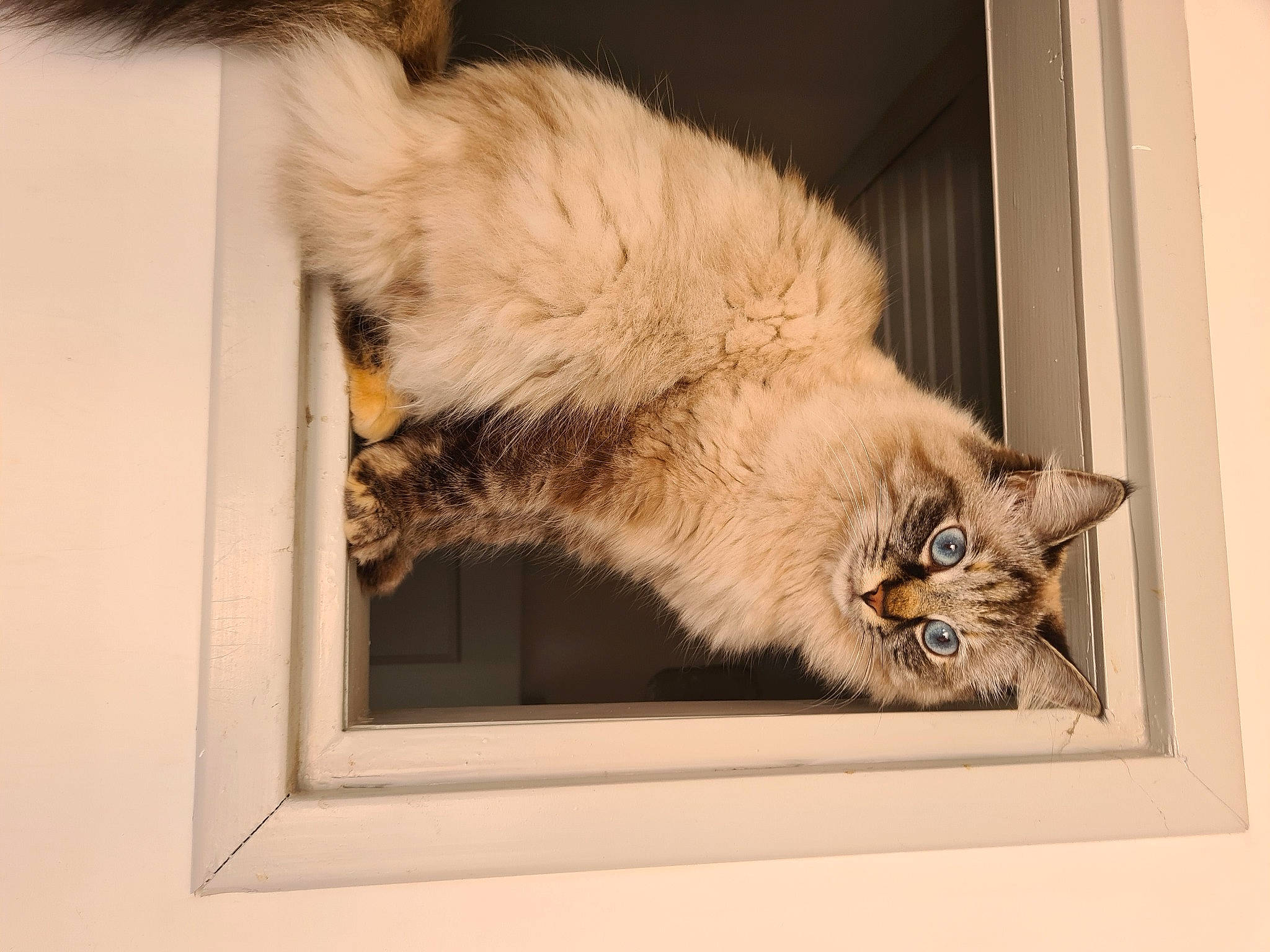 Ruby a rejoint le concours — aidez-le/la à gagner de superbes lots ! art, british_longhair, carnivore, cat, claw, domestic_short_haired_cat, fawn, felidae, fur, house, paw, picture_frame, rectangle, small_to_medium_sized_cats, snout, tail, terrestrial_animal, whiskers, window, wood