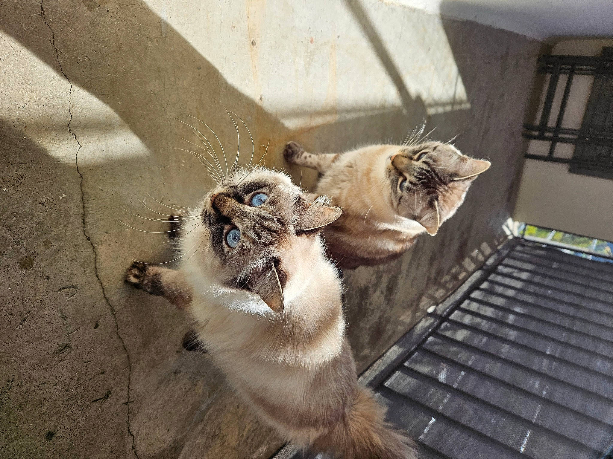 Ruby participe au concours pour gagner de l'argent avec cette photo : carnivore, cat, claw, domestic_short_haired_cat, door, fawn, felidae, flooring, foot, fur, paw, plant, road_surface, small_to_medium_sized_cats, snout, tail, terrestrial_animal, whiskers, window, wood