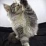 cat, kitten, fluffy, gray, white, paw, raised_paw, fur, whiskers, ears, cute, pet, animal, feline, playful, studio, black_background, portrait, sitting, indoor