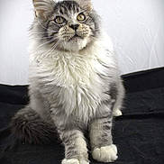 Apollon participe au concours pour gagner de l'argent avec cette photo : cat, kitten, fluffy, gray, white, fur, pet, animal, cute, portrait, sitting, whiskers, ears, paws, indoor, black_background, curious, young_cat, feline, domestic_cat