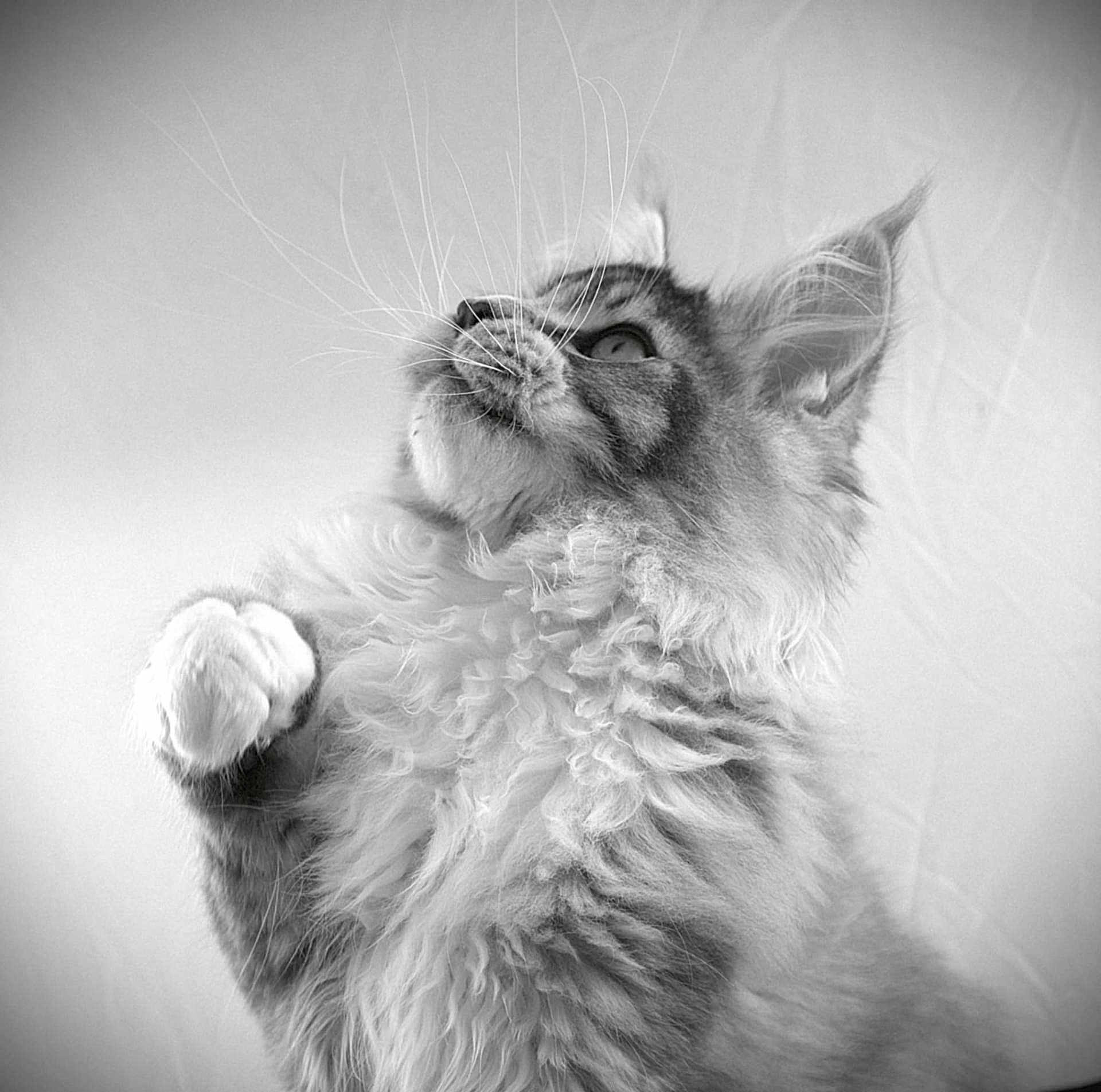 Apollon participe au concours pour gagner de l'argent avec cette photo : cat, fluffy, black_and_white, close_up, paw, whiskers, fur, looking_up, portrait, pet, animal, domestic, cute, feline, soft, indoor, majestic, detailed, playful, young_cat
