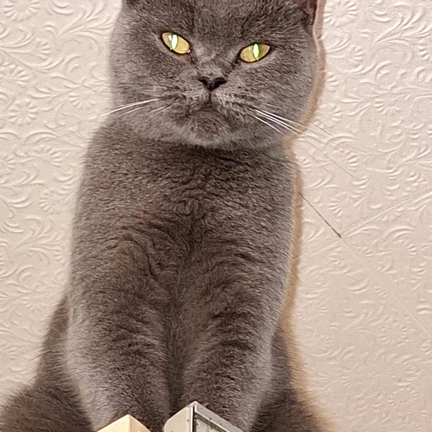 Bella