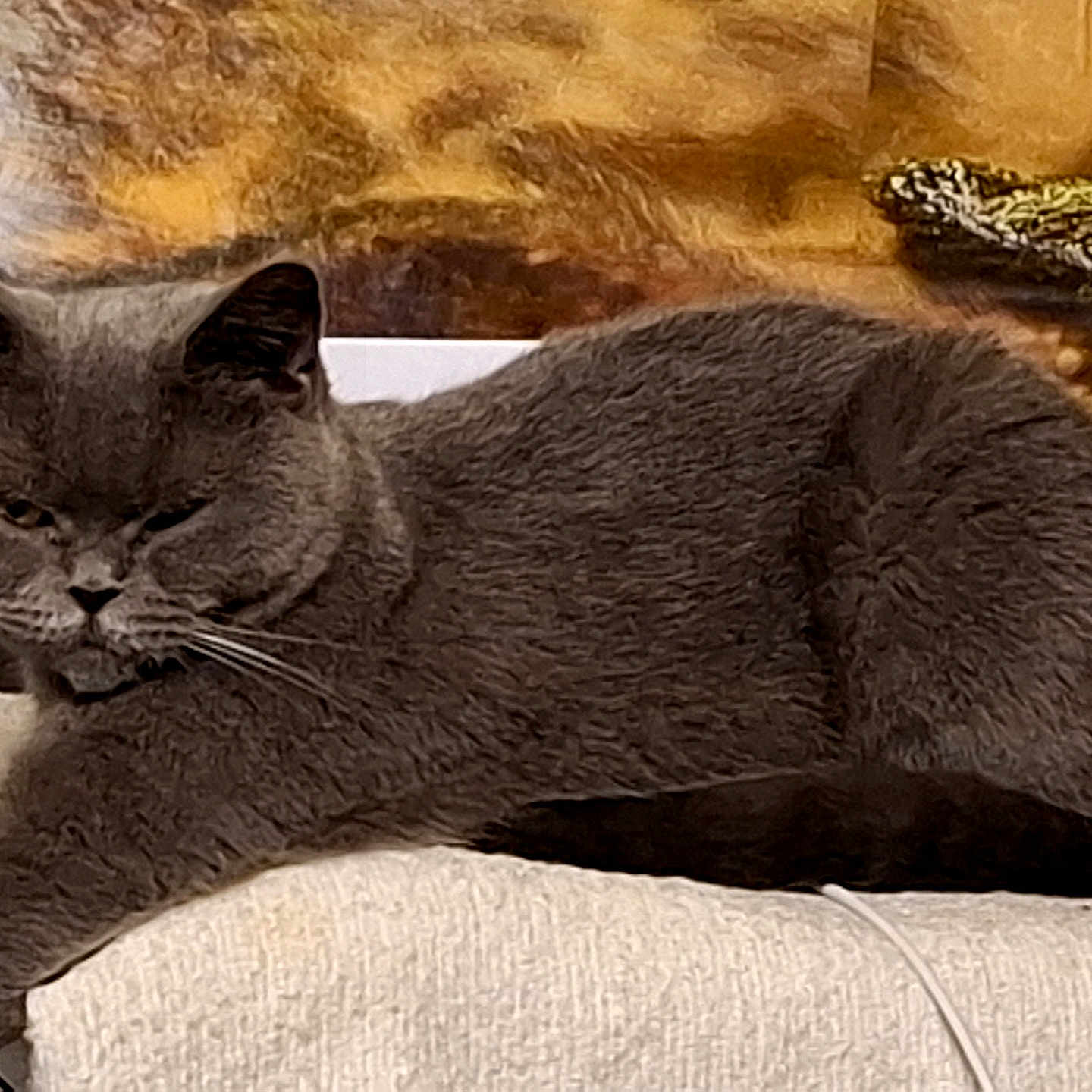 Bella participe au concours pour gagner de l'argent avec cette photo : cat, gray_cat, feline, pet, animal, fur, whiskers, cushion, indoor, resting, cozy, looking, portrait, closeup, home, relaxed, cute, mammal, sleepy, ears