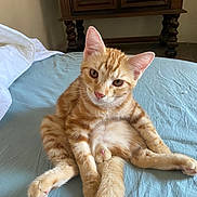 Aslan participe au concours pour gagner de l'argent avec cette photo : cat, kitten, ginger_cat, orange_tabby, pet, animal, feline, sitting, belly, whiskers, ears, eyes, pink_nose, fur, striped_fur, bed, bedroom, blanket, indoor, portrait