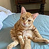 cat, kitten, ginger_cat, orange_tabby, pet, animal, feline, sitting, belly, whiskers, ears, eyes, pink_nose, fur, striped_fur, bed, bedroom, blanket, indoor, portrait