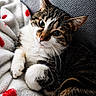 cat, tabby, pet, animal, feline, cozy, blanket, pillow, indoor, resting, cute, whiskers, fur, relaxed, closeup, soft, red, white, gray, domestic