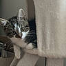 kitten, cat, cat_tree, pet, curious, fur, indoor, cozy, animal, whiskers, ears, soft_texture, playful, young, cute, peeking, feline, domestic, closeup, home